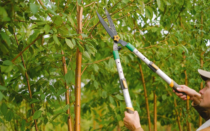 Tree trimming in Decker, IN